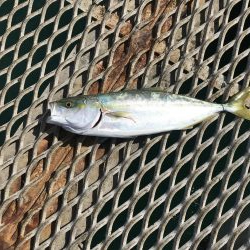 デカ青物求めて！