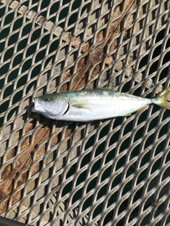 デカ青物求めて！