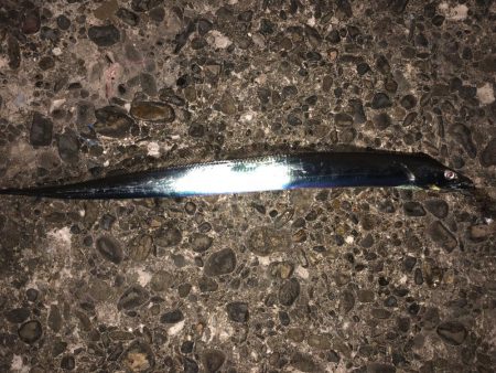 タチウオ行ってきました