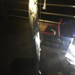 朝タチウオ(^_^)