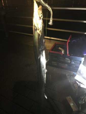 朝タチウオ(^_^)