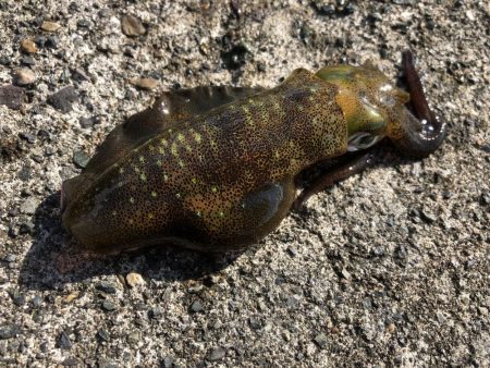 満月大潮なので・・・