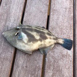 フィッシングホテル