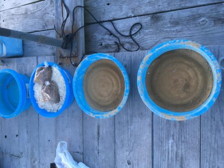 鳴門ウチノ海筏でダンゴ釣り・泳がせ釣り