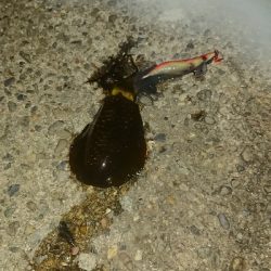 サイトエギング