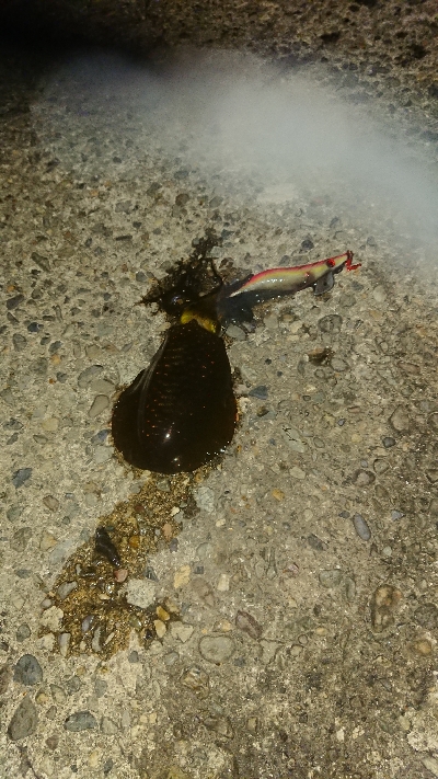 サイトエギング