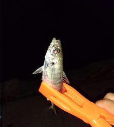 アジング&根魚釣り