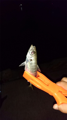 アジング&根魚釣り