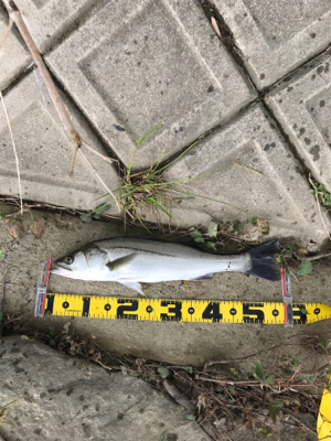 シーバスデイゲーム