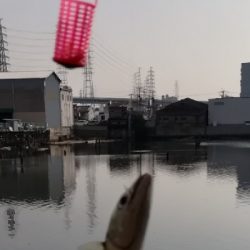 イワシ入れ食い