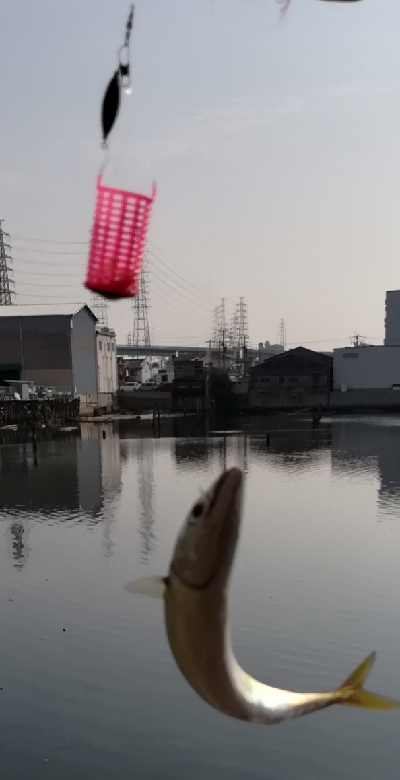 イワシ入れ食い