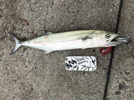 エギングのつもりが...