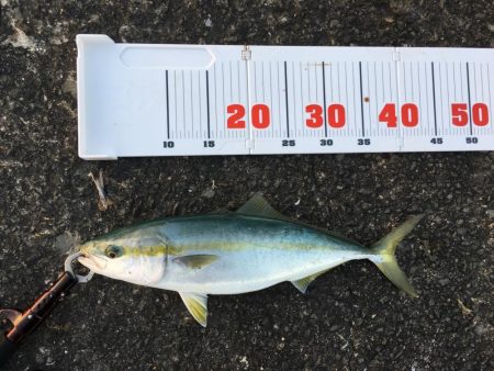 ちっこいツバス