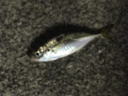 アジング成功！