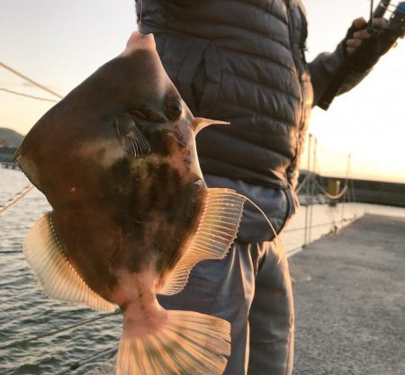 良型のカワハギ