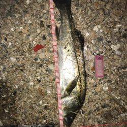 タチウオ釣りの後シーバス狙いに