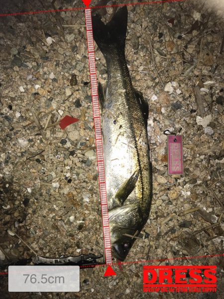 タチウオ釣りの後シーバス狙いに