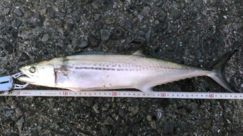 タチウオ狙いのはずが…