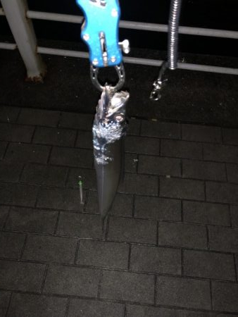 シーサイド タチウオ