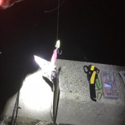 湾奥タチウオ来たよ