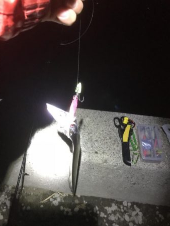 湾奥タチウオ来たよ