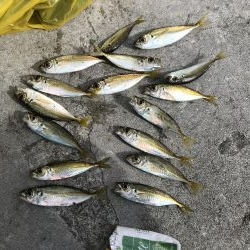 アジと太刀魚共に渋し