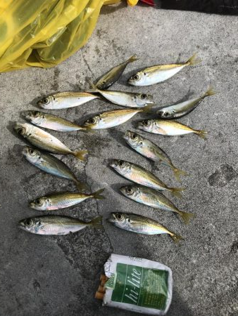 アジと太刀魚共に渋し