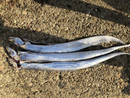 青物不調、刀好調。