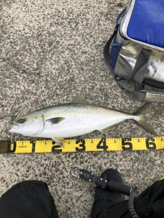 メジロ！シーバス！タチウオ！