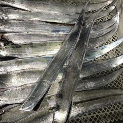 今日は、ダラダラと。