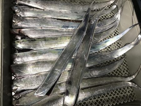 今日は、ダラダラと。