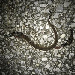 タチウオ釣れない(ノД`)