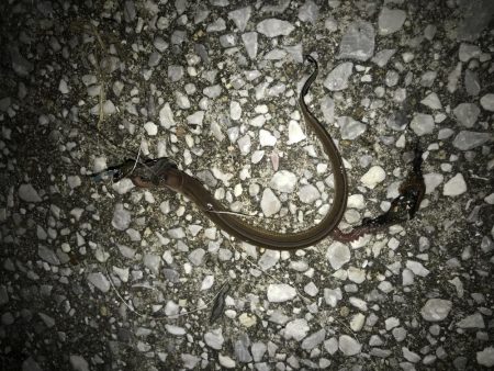 タチウオ釣れない(ノД`)