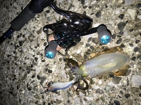 仕事帰りエギング