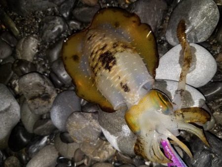 太刀魚まだまだ好調アオリイカも好調