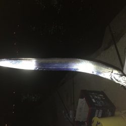 タチウオ渋い(~_~;)