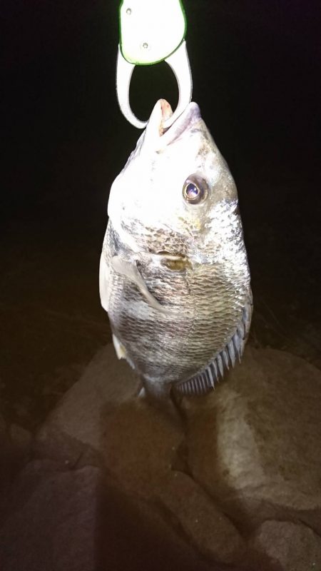 久々のチニング