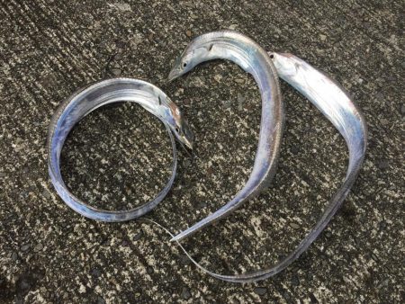 台風明けタチウオ