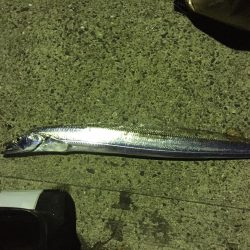 泳がせでイカ狙い