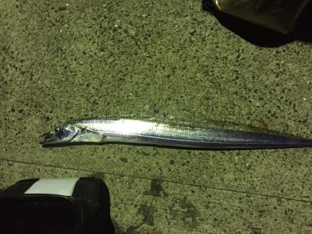 泳がせでイカ狙い