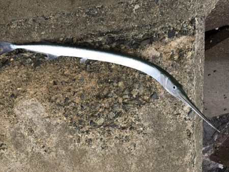 ショアジギング