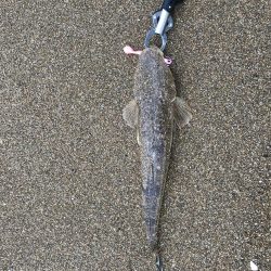 フラットフィッシュ狙い