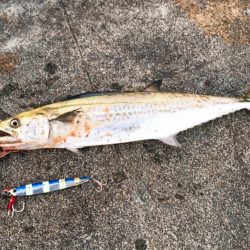 ショアジギ鱗付け