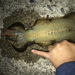 アオリサイズアップ!