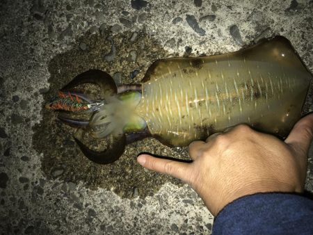 アオリサイズアップ！