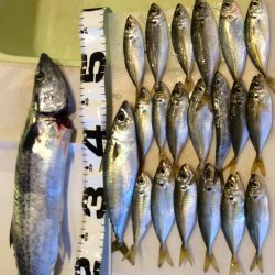 ライトショアジギング