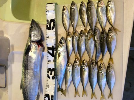 ライトショアジギング