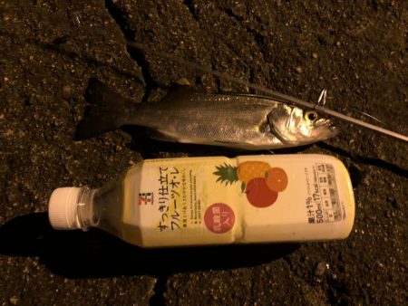 チビシーバス入れ食い