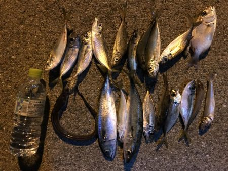 サバ25センチ！