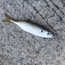 アジング・メバリング